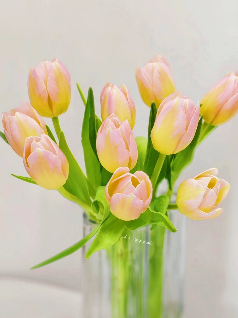 郁金香93---初恋 郁金香初恋花瓣颜色是黄色跟粉色的混合色,整体