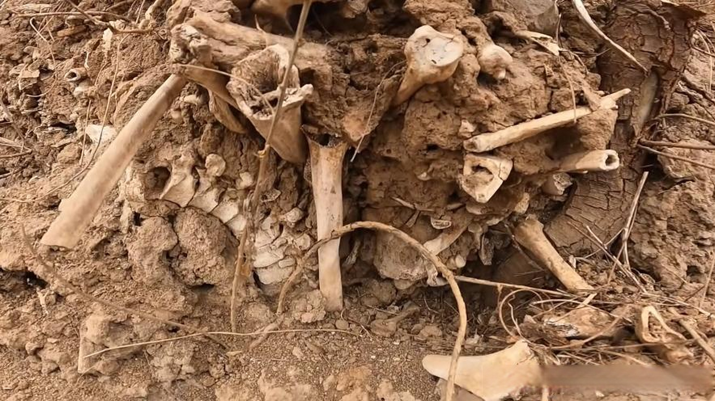 山西临汾的一个山村里惊现万人坑,森森白骨层层堆叠,十分的阴森恐怖