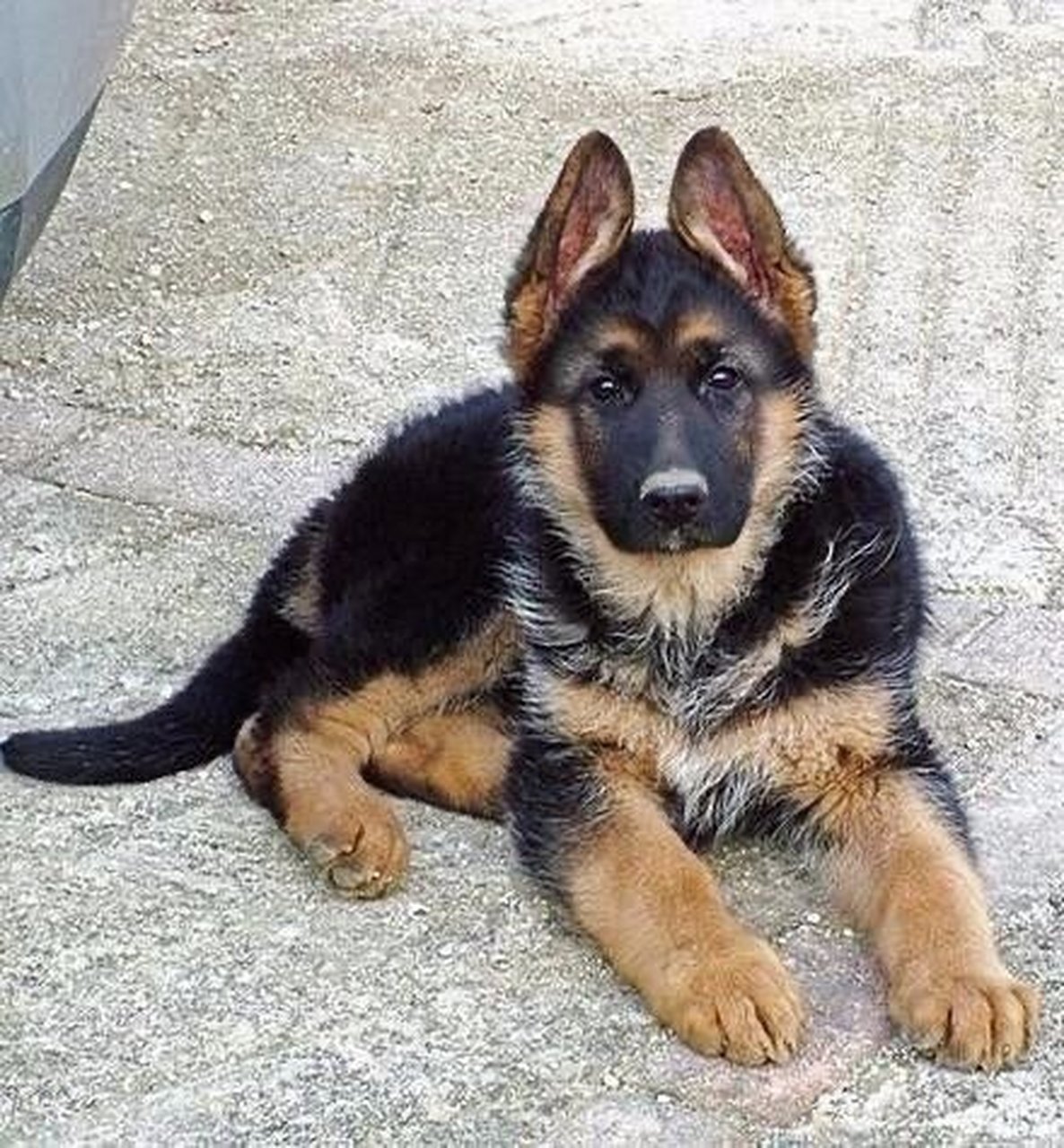 购买一只德国牧羊犬的价格因多种因素而异购买一只德国牧羊犬的价格