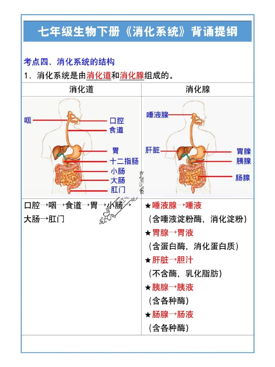 七年级下册生物消化系统背诵提纲 七年级下册生物消化系统背诵提纲