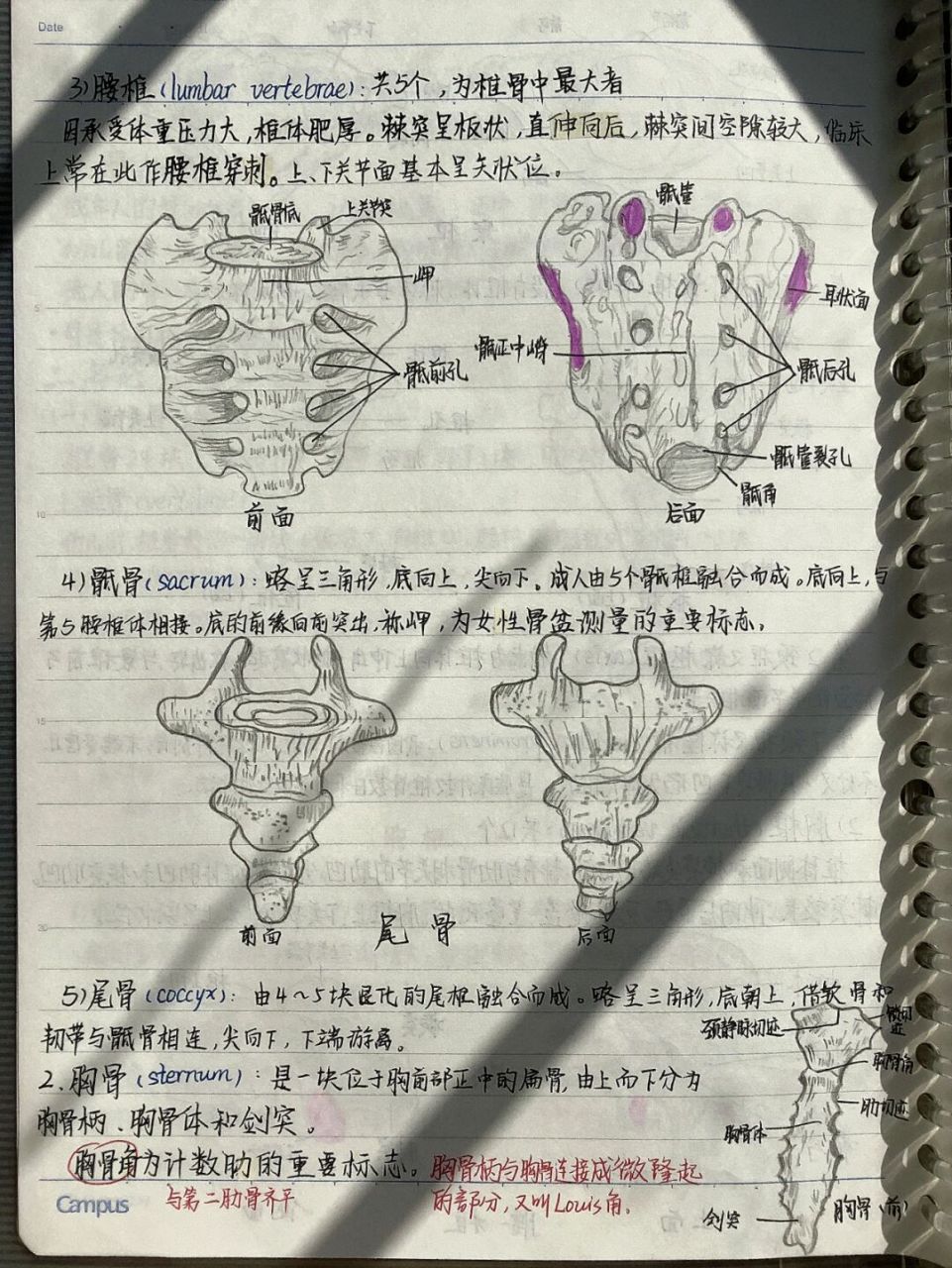 解剖学98医学生笔记92→【运动系统】② 解剖第三弹,真滴难画01