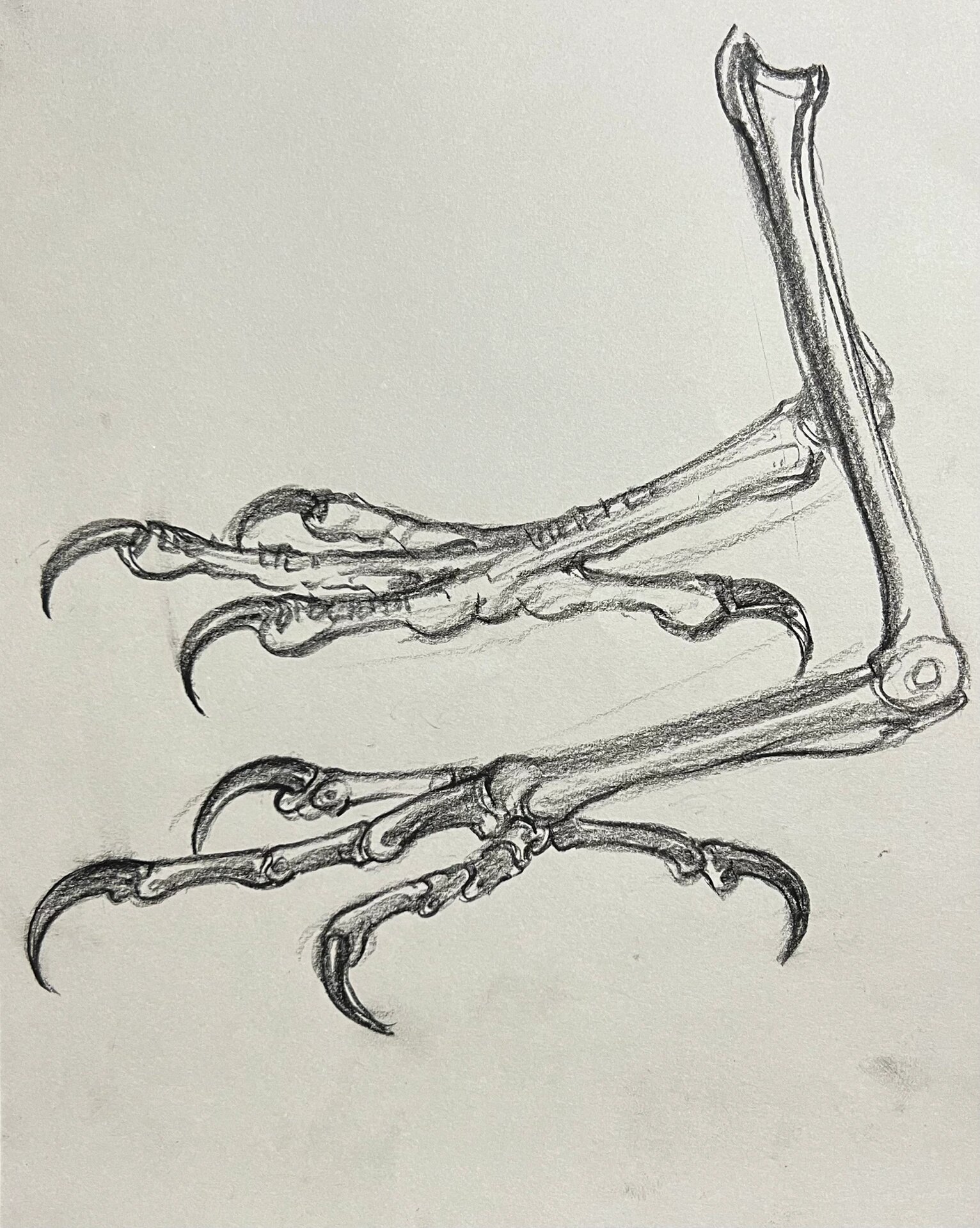 鹰爪画法 要画好一种动物,必须了解内在结构