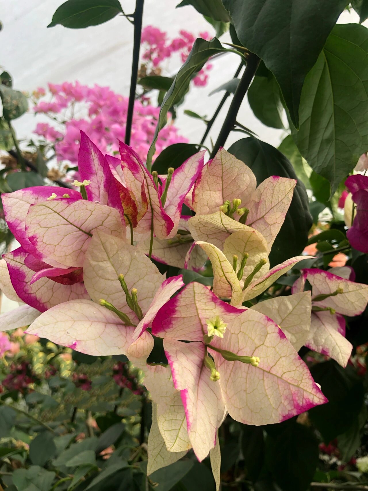 末代皇帝三角梅变异后的新品种 变异这个品种的主人视频上都还挂着