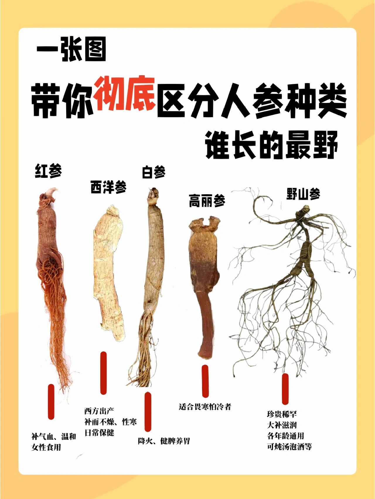 分清楚人参种类才知道怎么吃751575157515