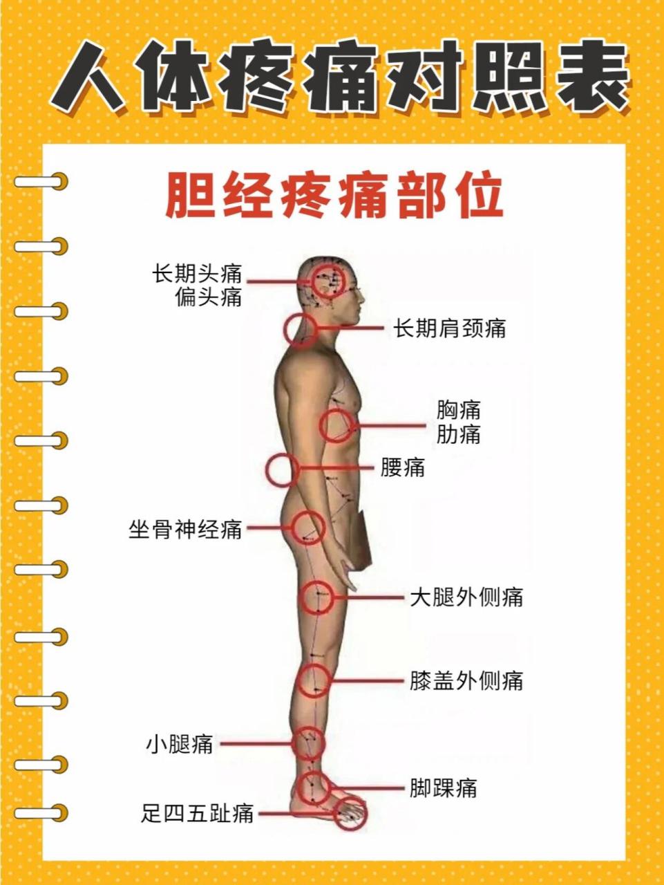 人体疼痛对照表 肝经,胆经,脾经,胃经,肾经,膀胱经