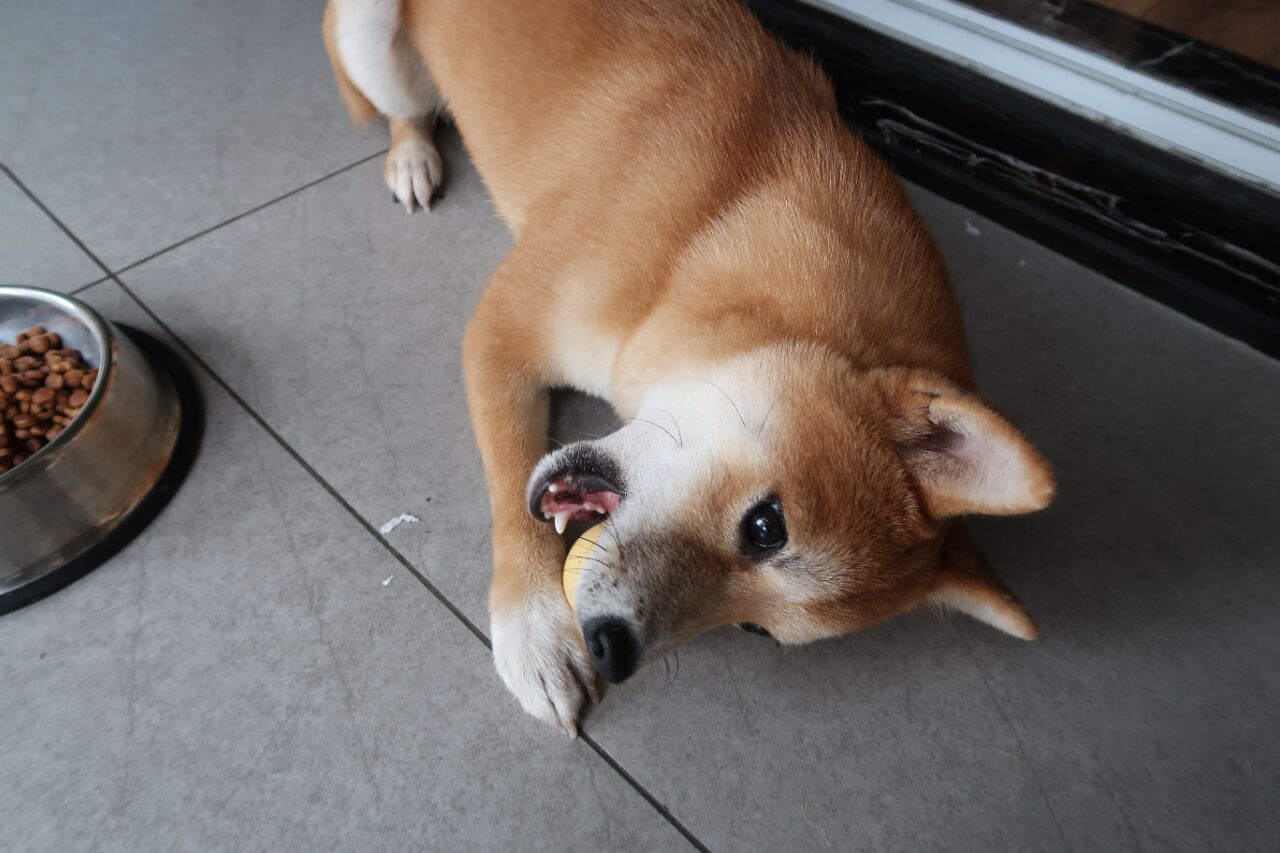 柴犬像狐狸图片