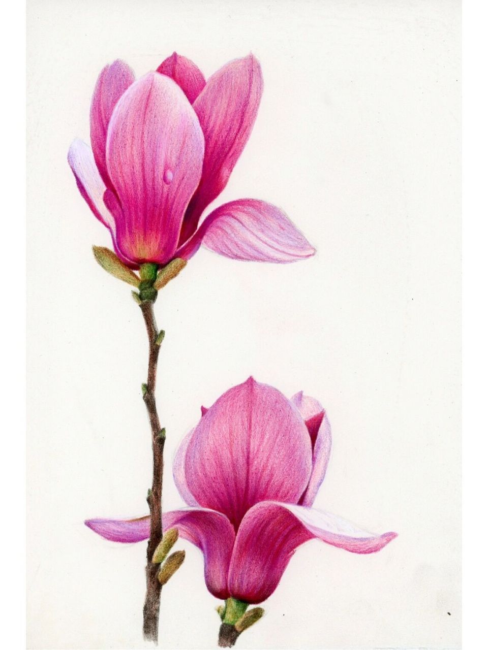 彩铅画玉兰花开(图片步骤 色号) 欢迎感兴趣的小尝试绘画 画好可以分