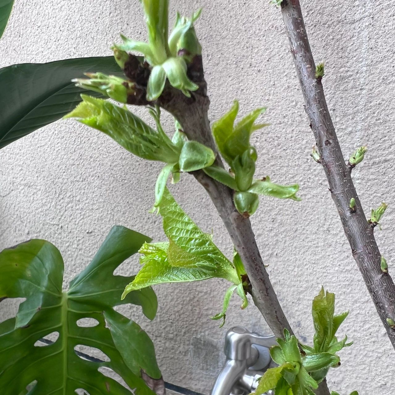 樱桃树发芽了 但是叶子上有黄斑怎么处理,在线等