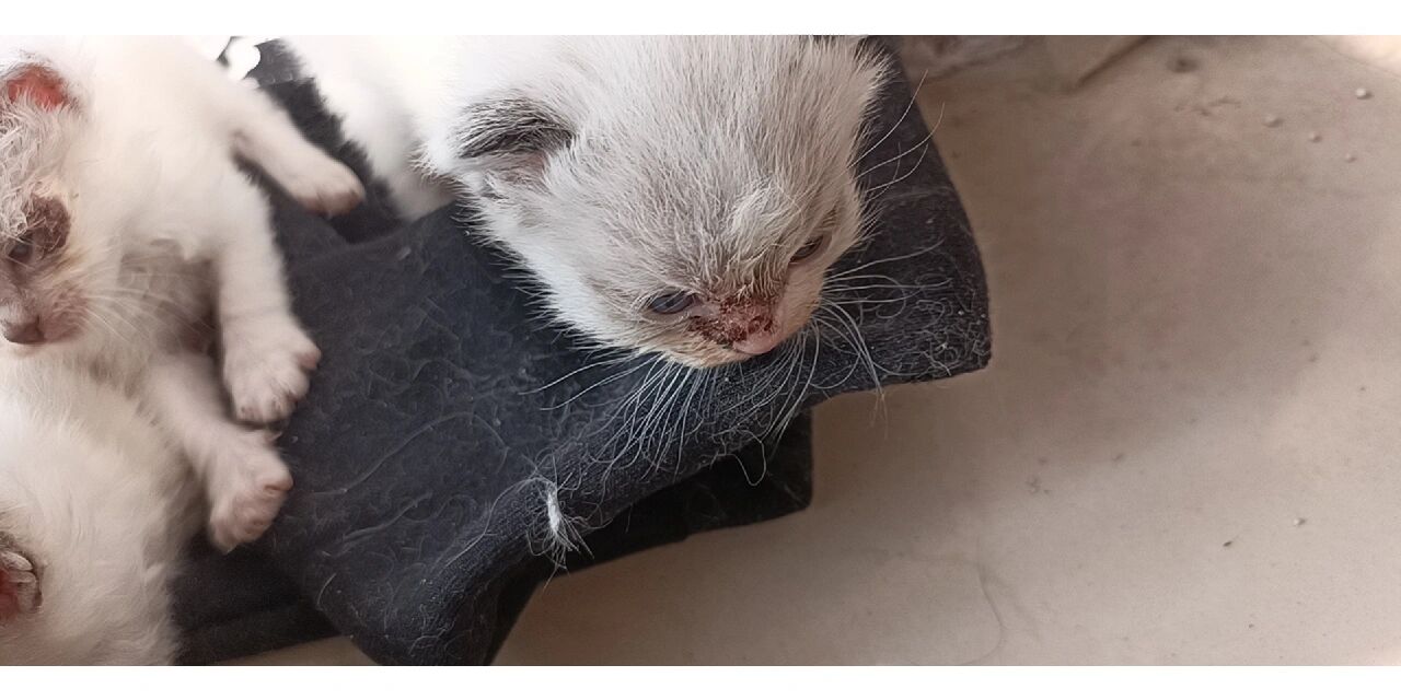 非常好治! 这个幼猫猫癣奶癣!