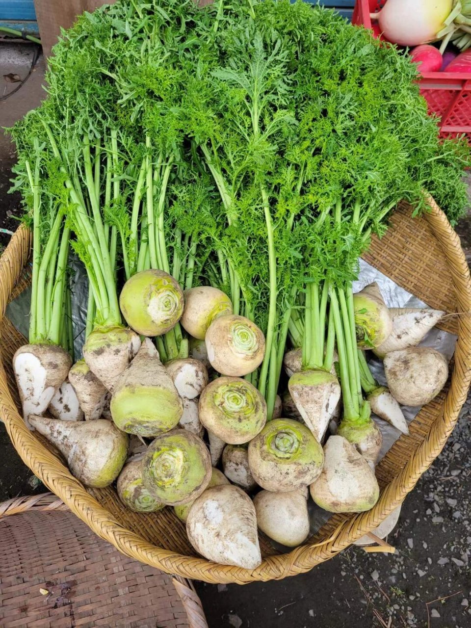 香菜雪里红,芥菜疙瘩,芥菜英子,雪里红,拼邮 4500五公斤包邮,香菜600