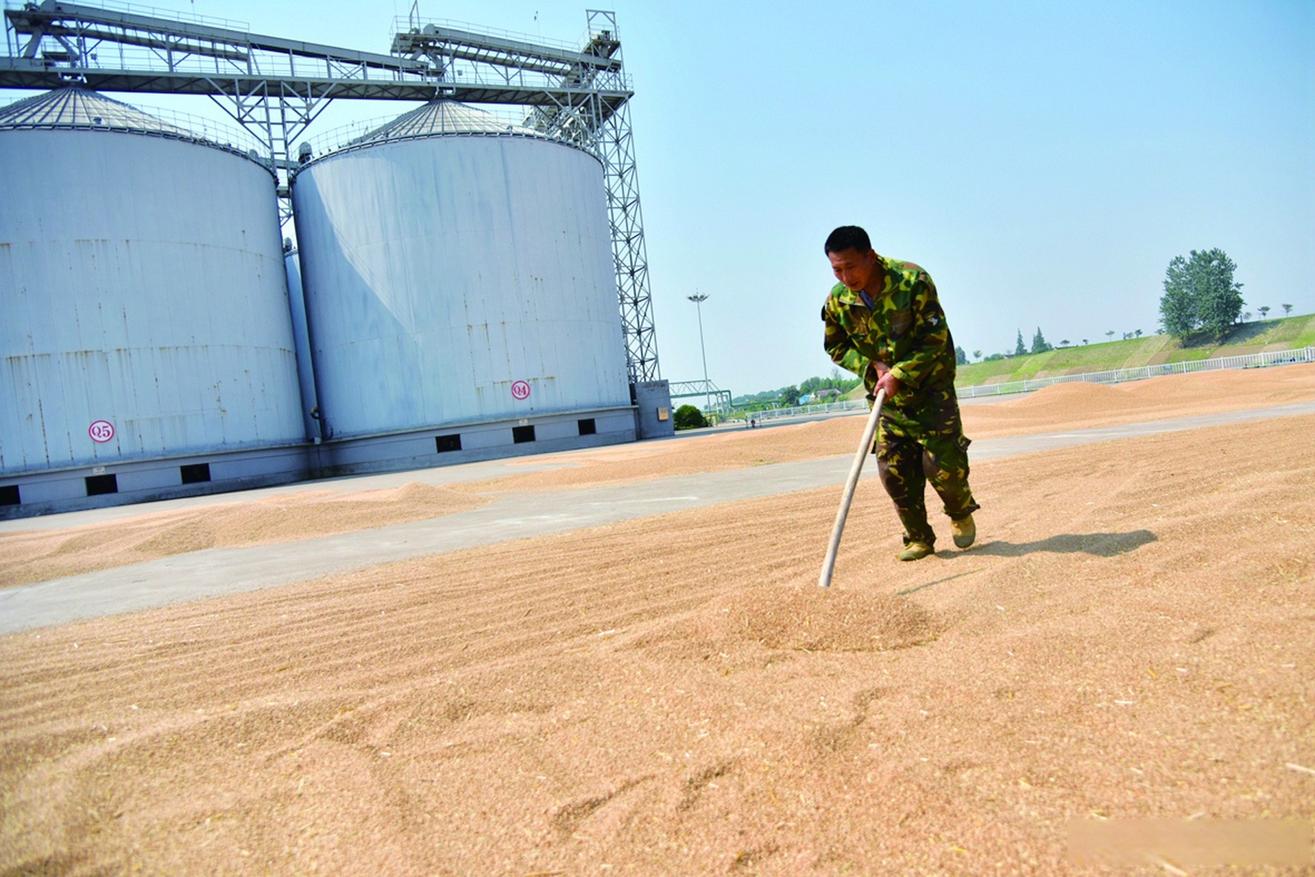 晚安如皋# 近日,在如皋市粮食储备有限公司的晒粮场上,工作人员正忙