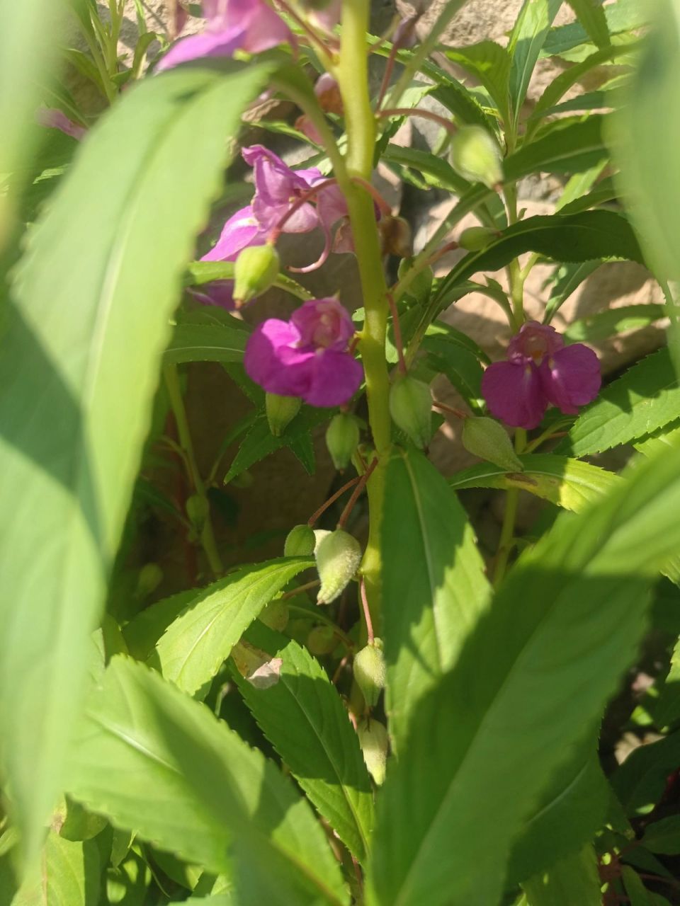 植物小科普～凤仙花 别 名:指甲花,急性子,凤仙透骨草 科    :凤仙花