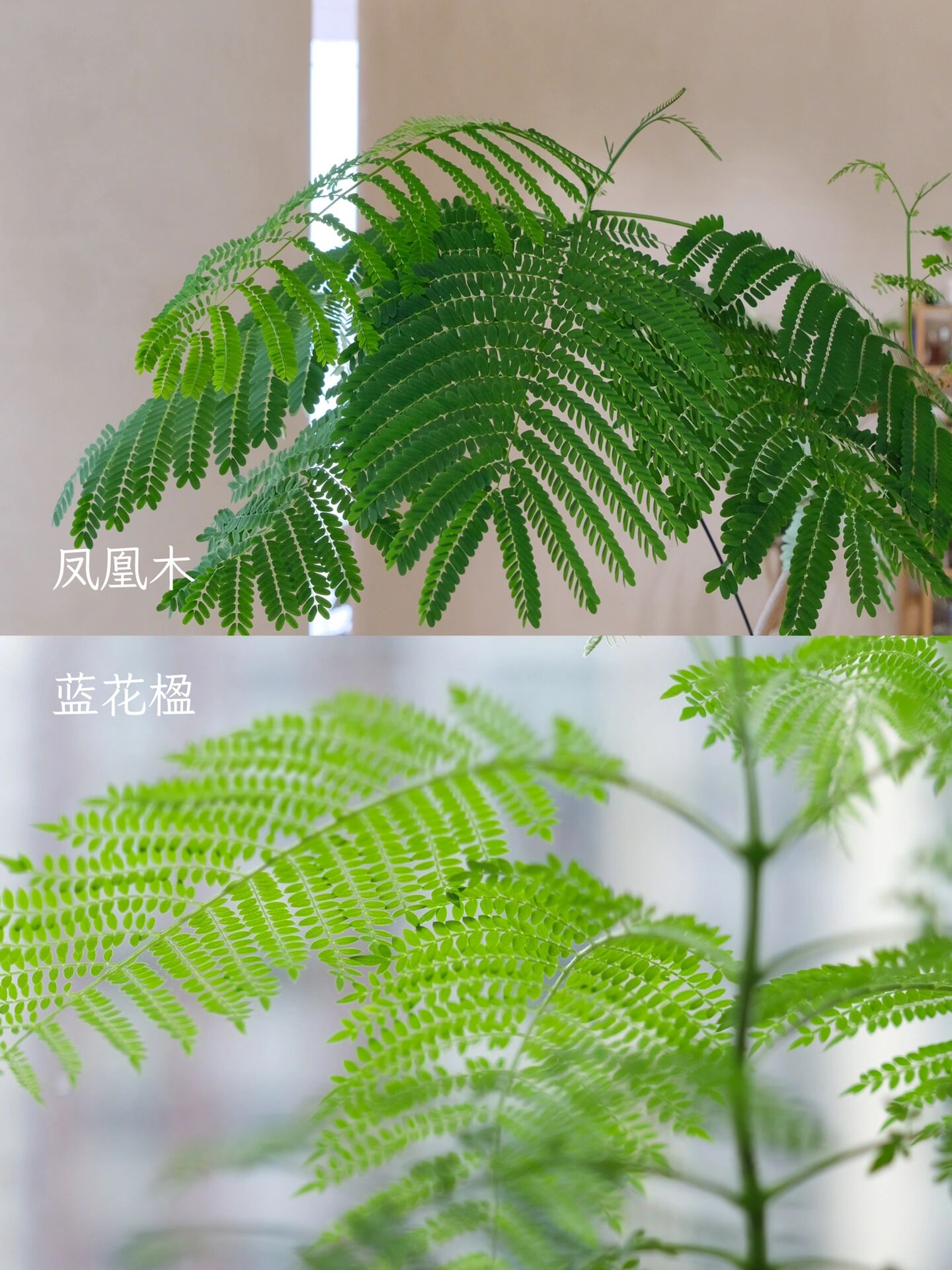 很多人分不清的蓝花楹和凤凰木