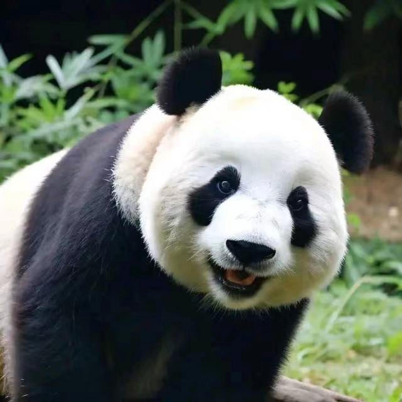 金虎被揍,那是凭实力挣来的  小时候,阮女士来看望飞云,金虎在阮女士