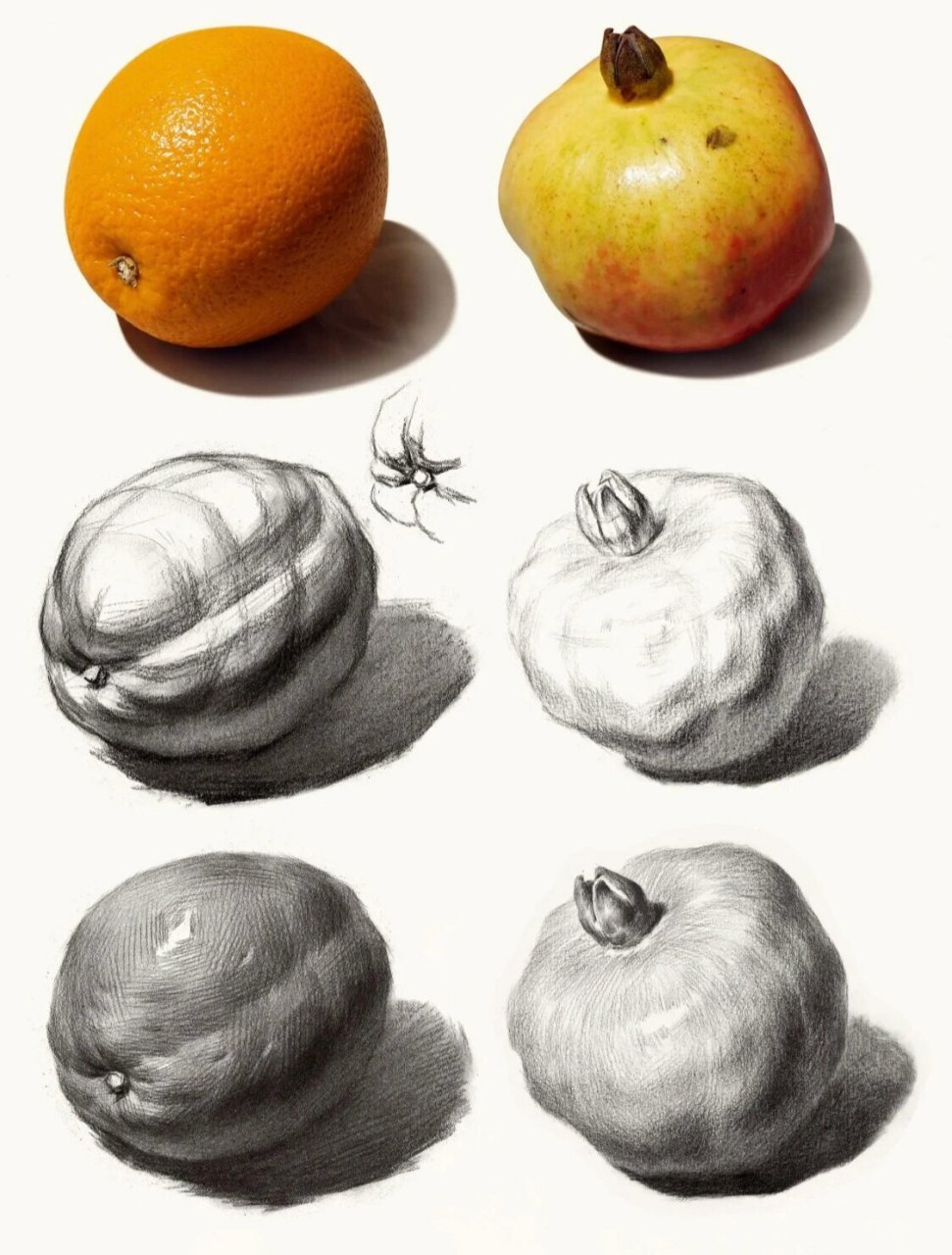 素描静物水果单体范例
