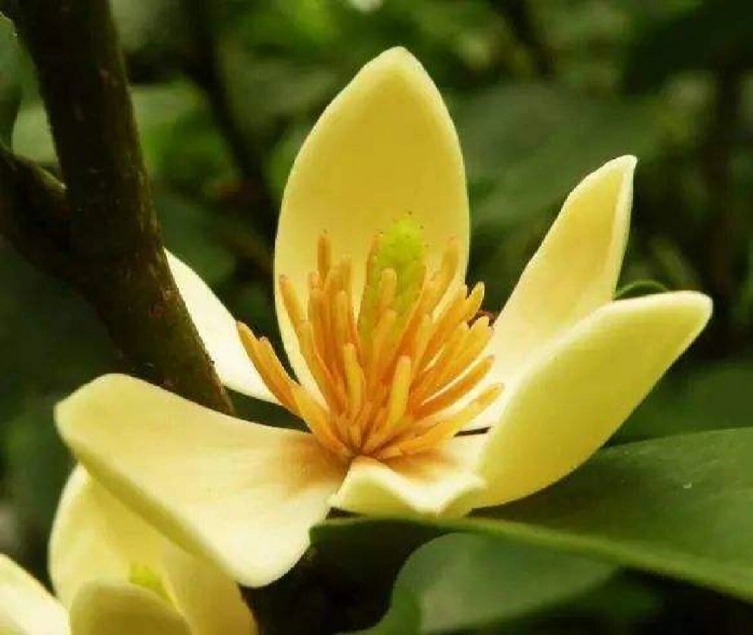 含笑花的花语 含笑花,拉丁文名:michelia figo (lour.