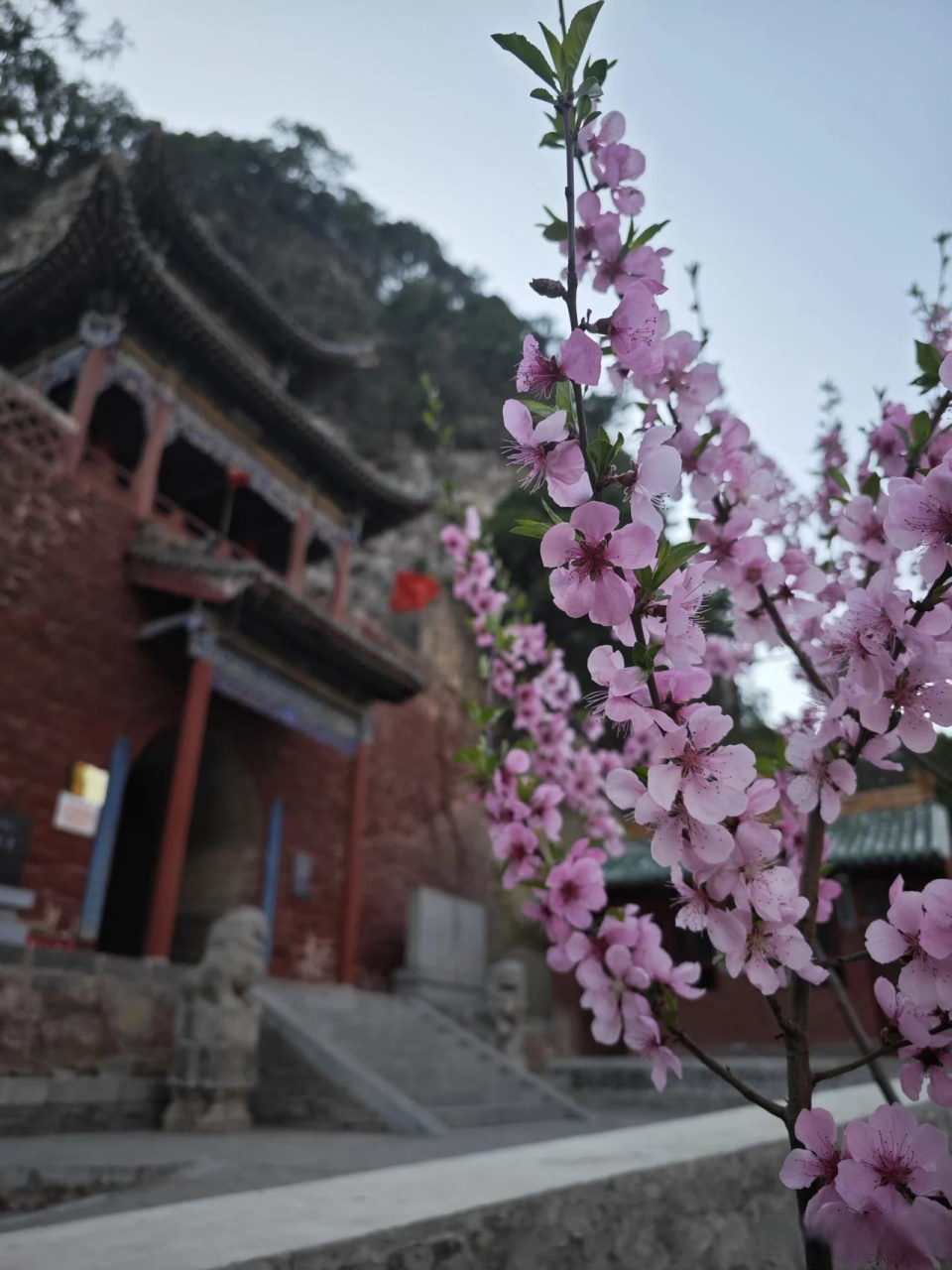 山寺桃花图片欣赏图片