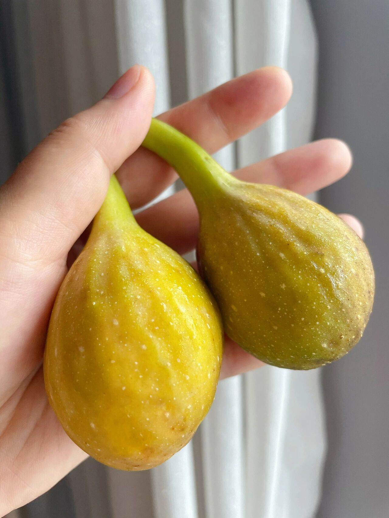 芭劳奈无花果 品种:芭劳奈(大芭) 原产地:美国,经日本传入国内 产量