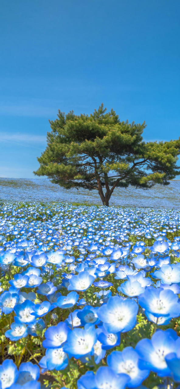 微信聊天背景图片蓝色护眼 蓝色系微信聊天背景98 "我说我喜欢海