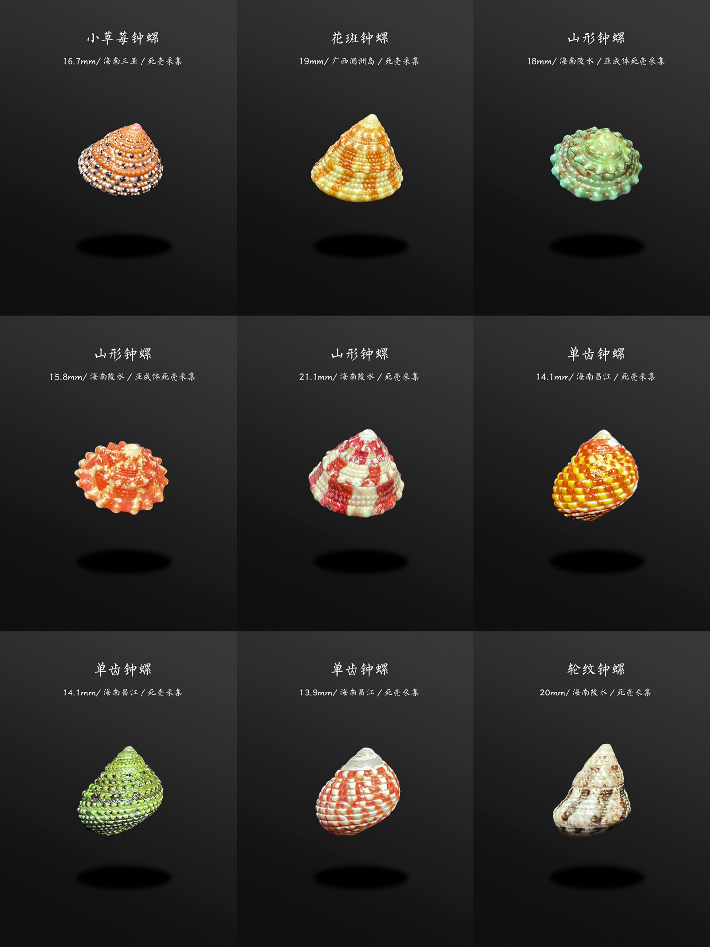 在海边捡到的各种钟螺