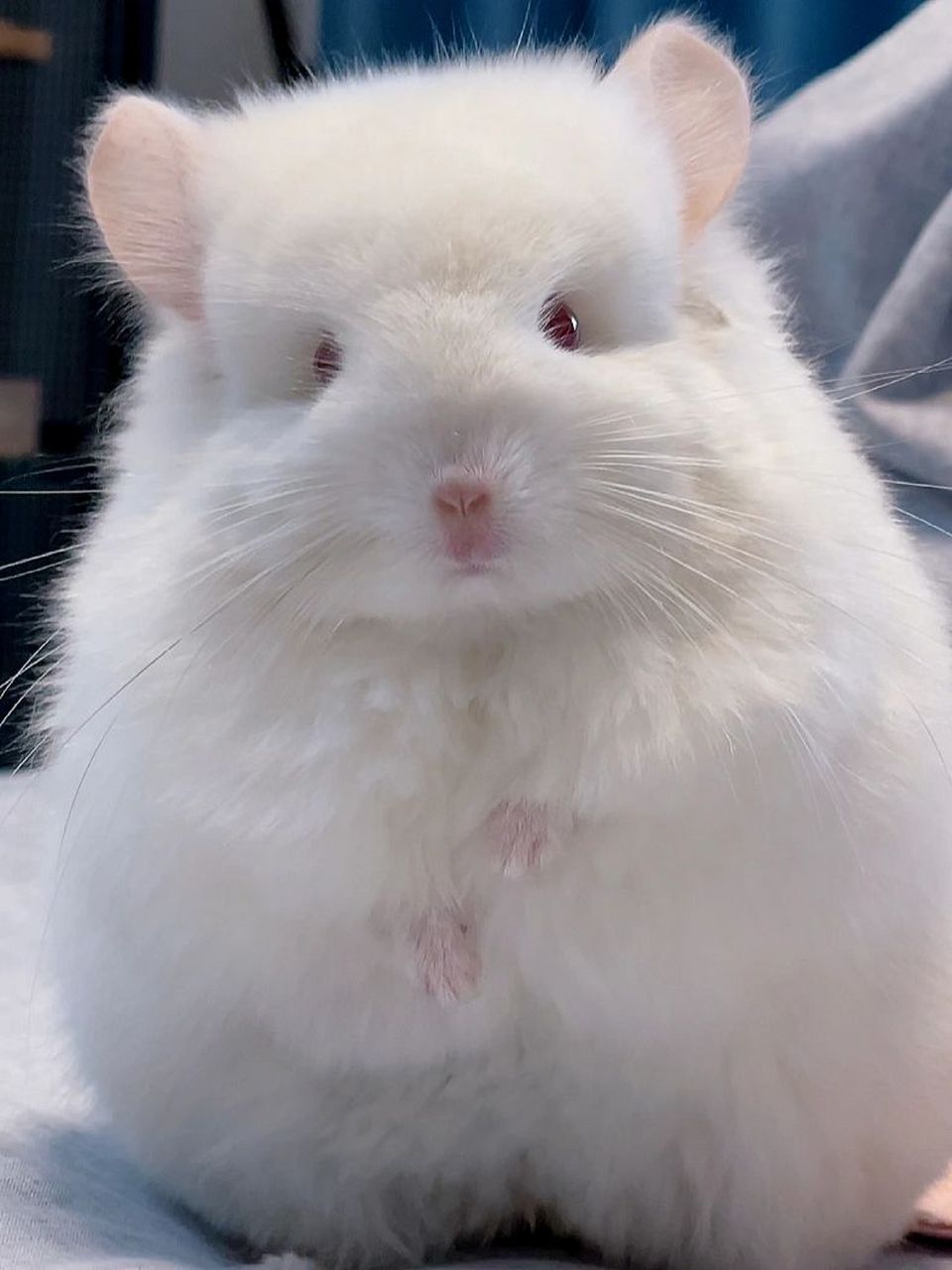 龙猫站立合集来啦～ 囤了9张最近饭仔站立的呆萌照片～ 龙猫站立的