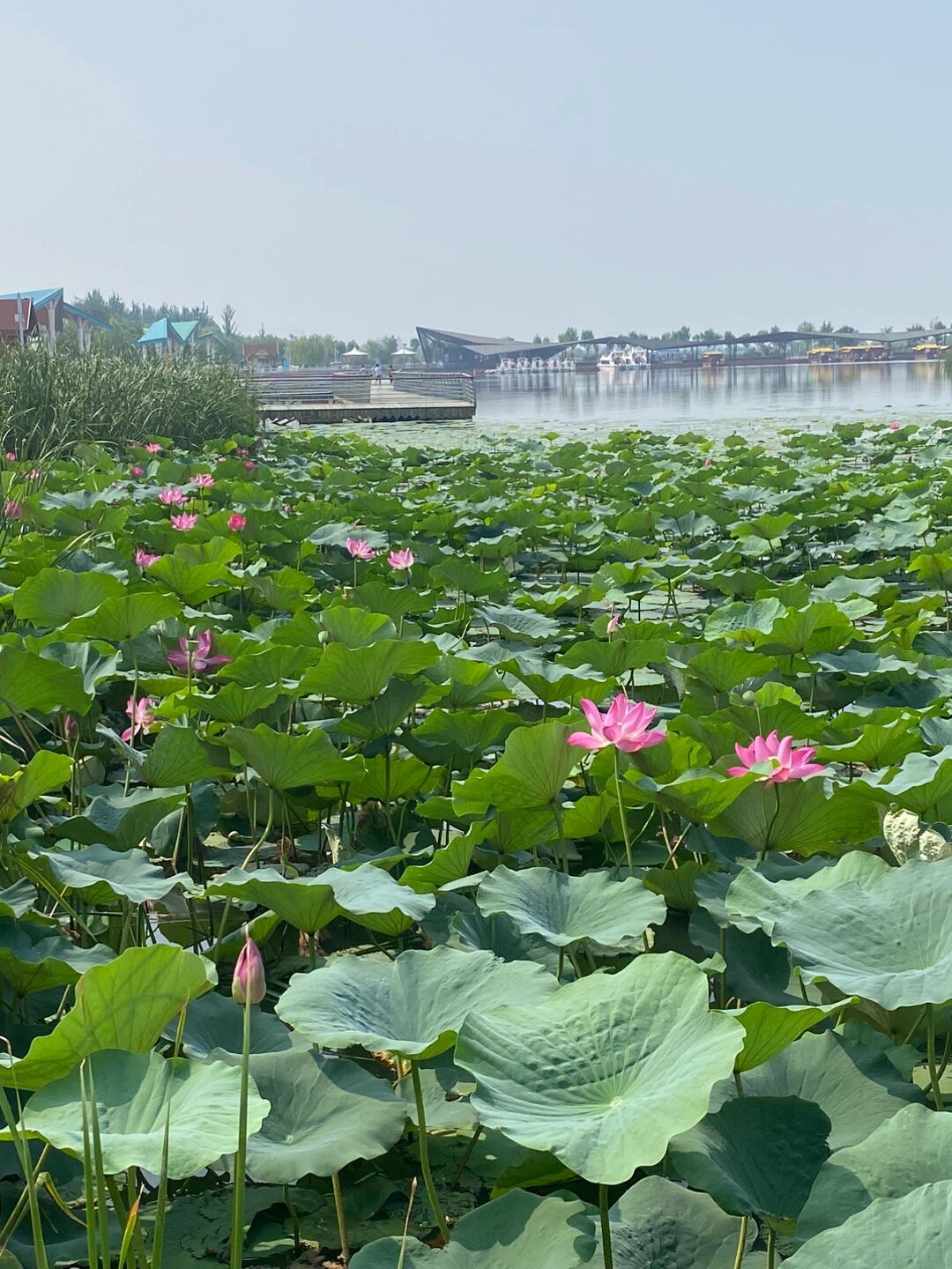 衡水湖民间传说图片