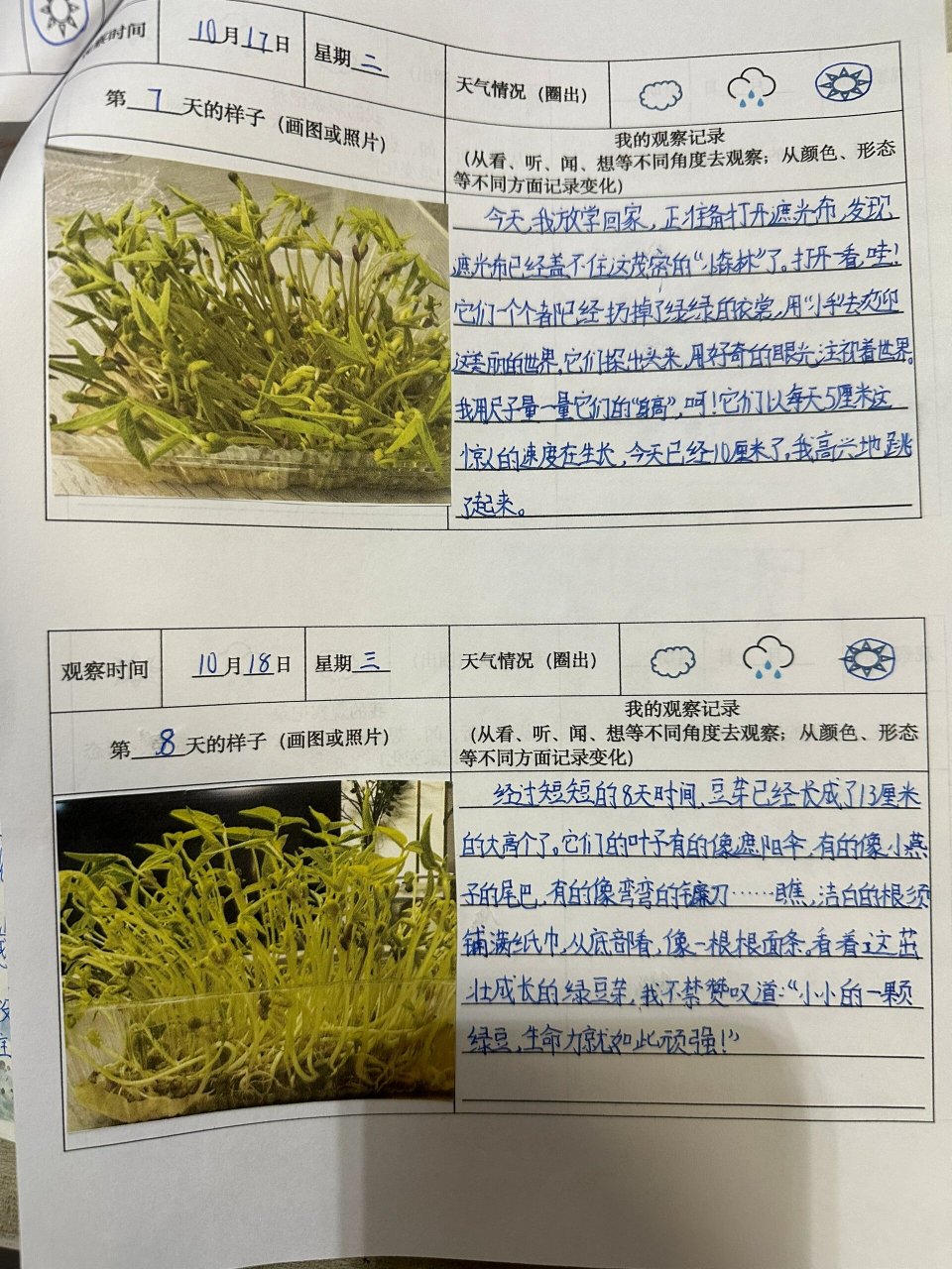 生物自然笔记豆芽图片