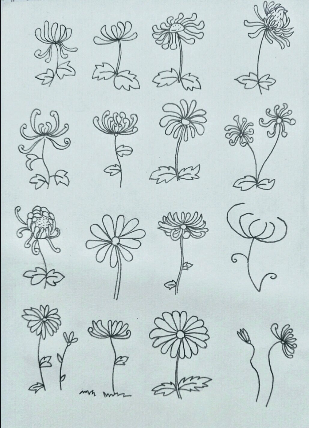 菊花简笔画 98