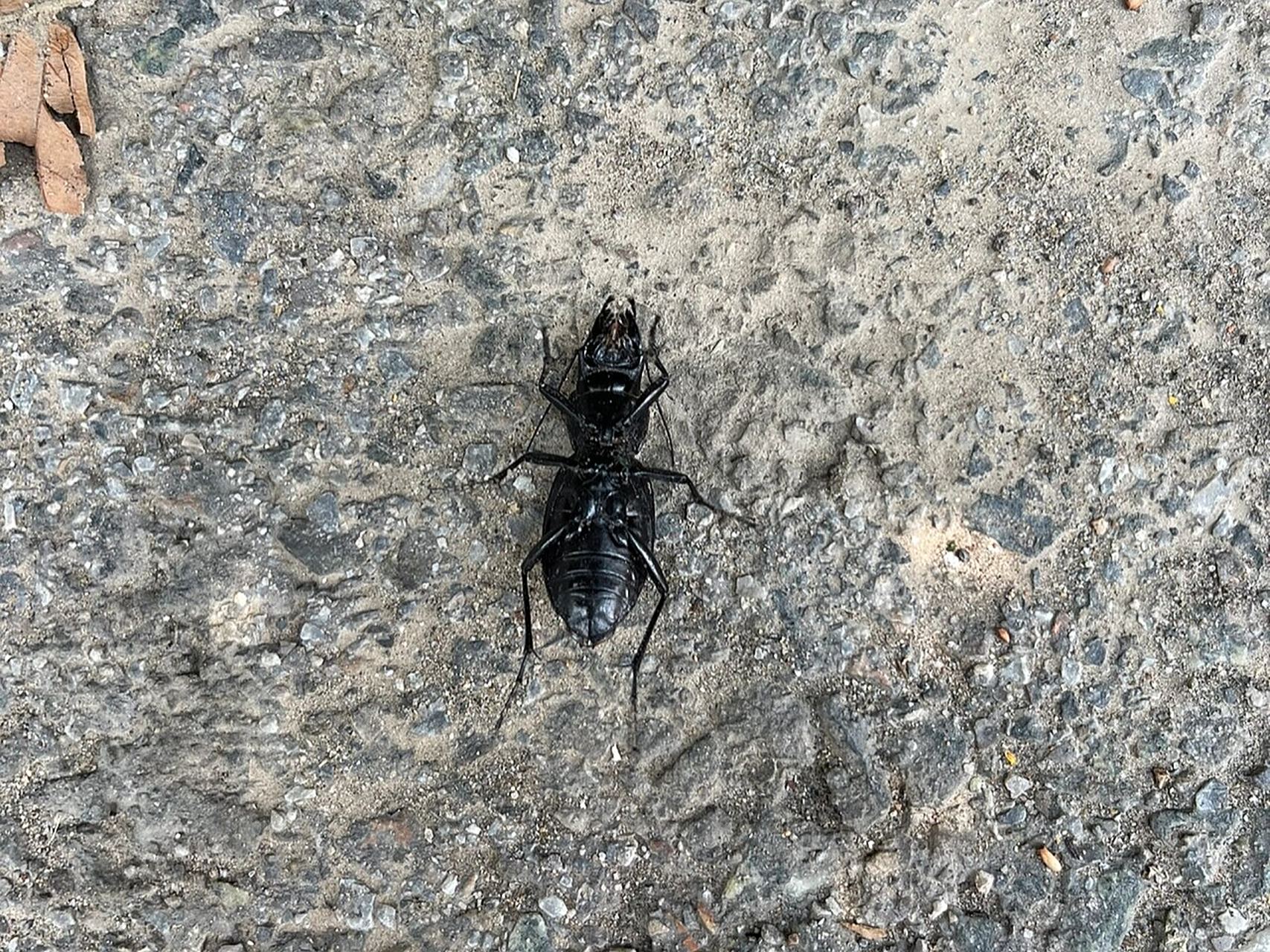 麻步甲 今天在路边看见奄奄一息的麻步甲,从破口瞄了瞄果然是没有翅膀