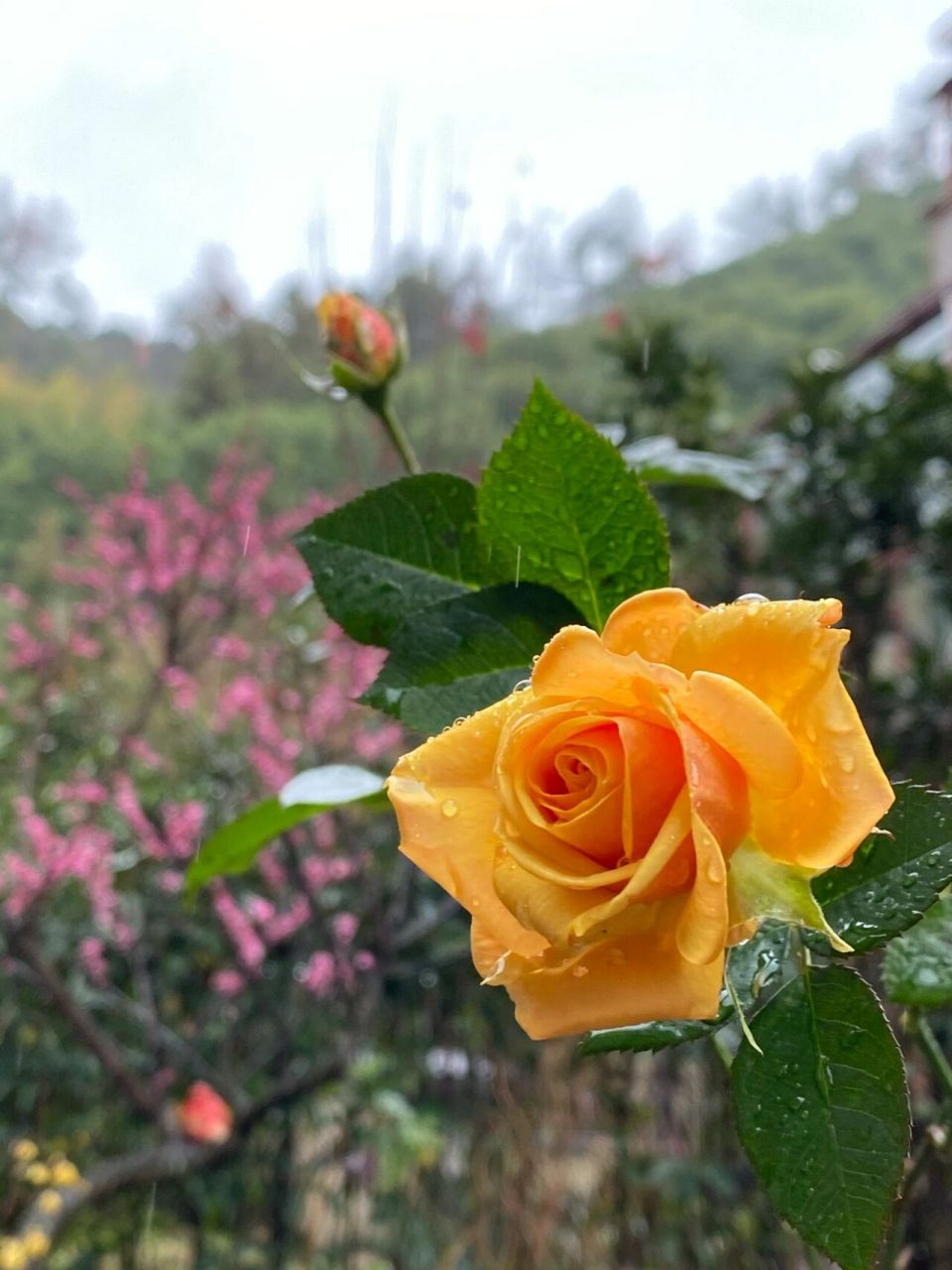 几朵月季"闪耀",这个冬天竟然如此出色.