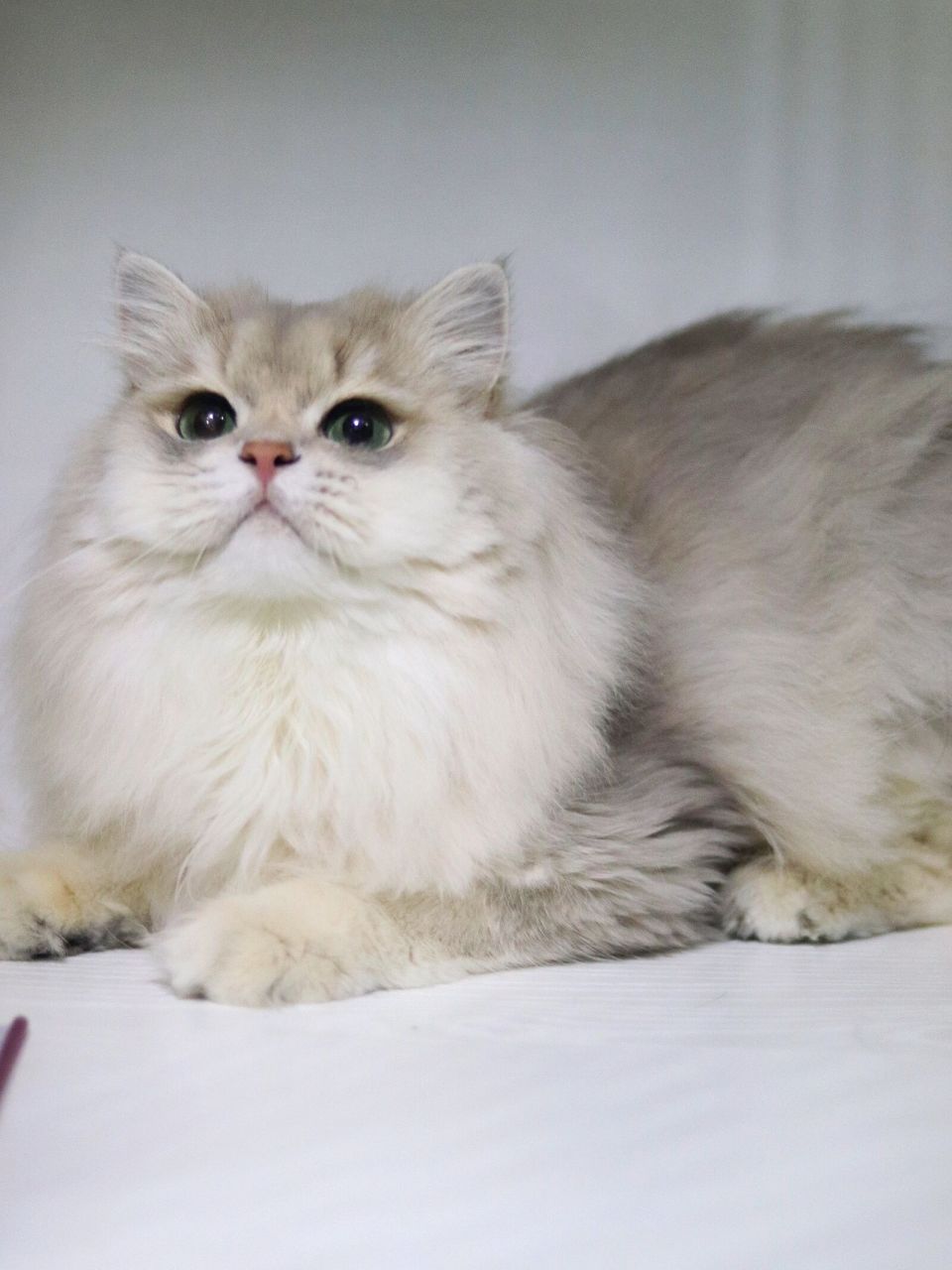 大憨憨 #长毛蓝金渐层# #蓝金渐层