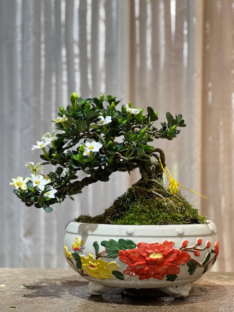 达摩栀子 这满冠花苞开起来该多美78 达摩栀子花 提根老桩00 花期