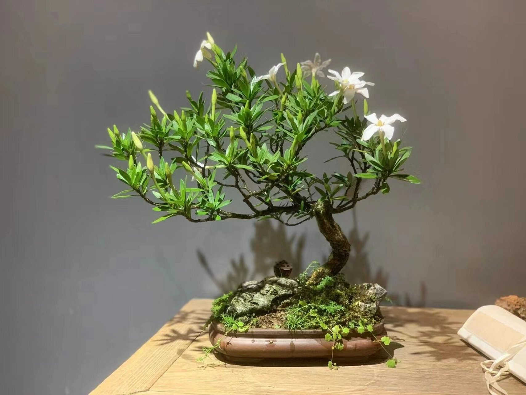 老桩海岛坨坨栀子花 请大家欣赏品鉴