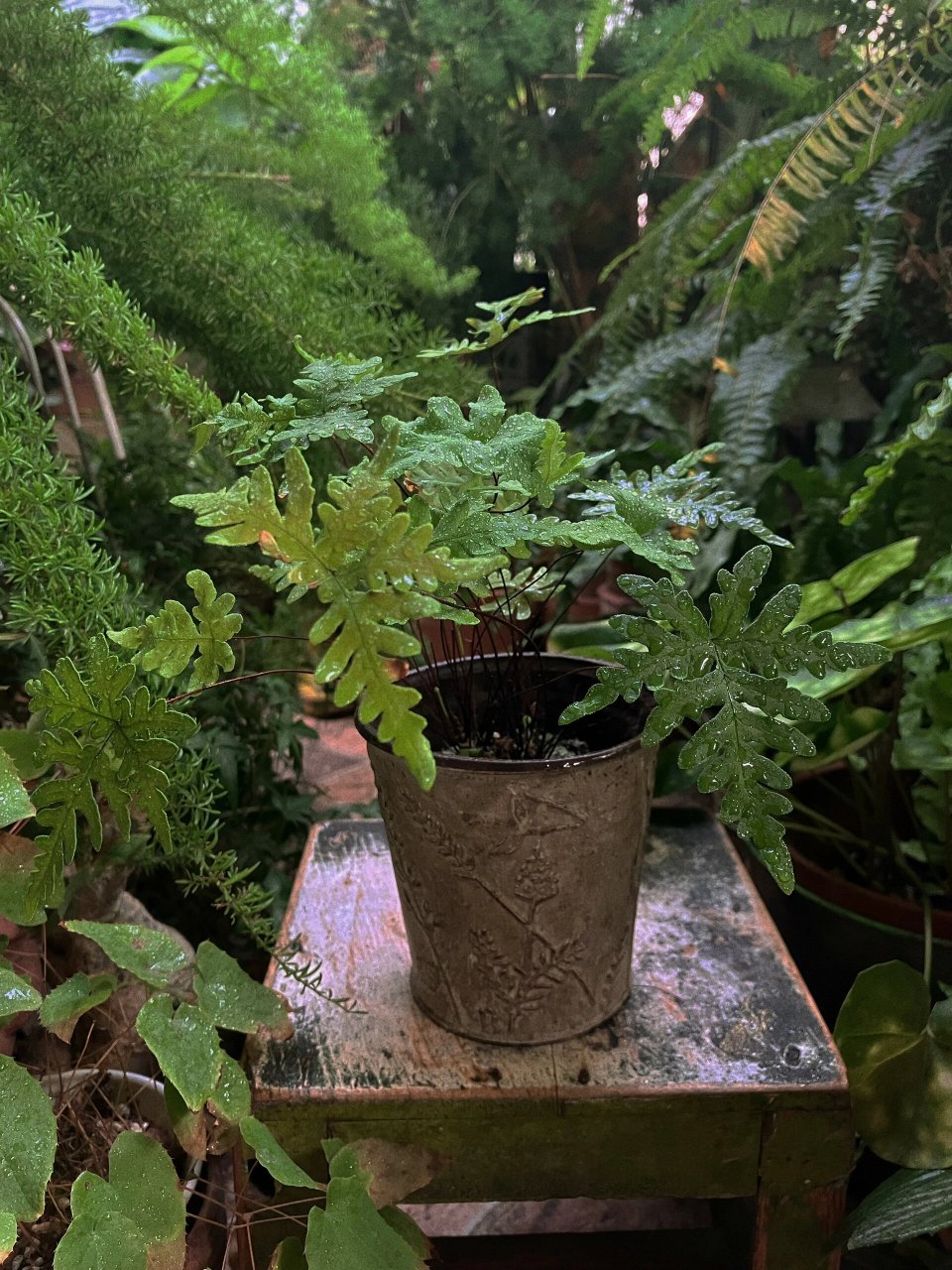 银粉背蕨(养护难度,99) 怎么说呢,不算叶子特别惊艳那种,但是最迷人