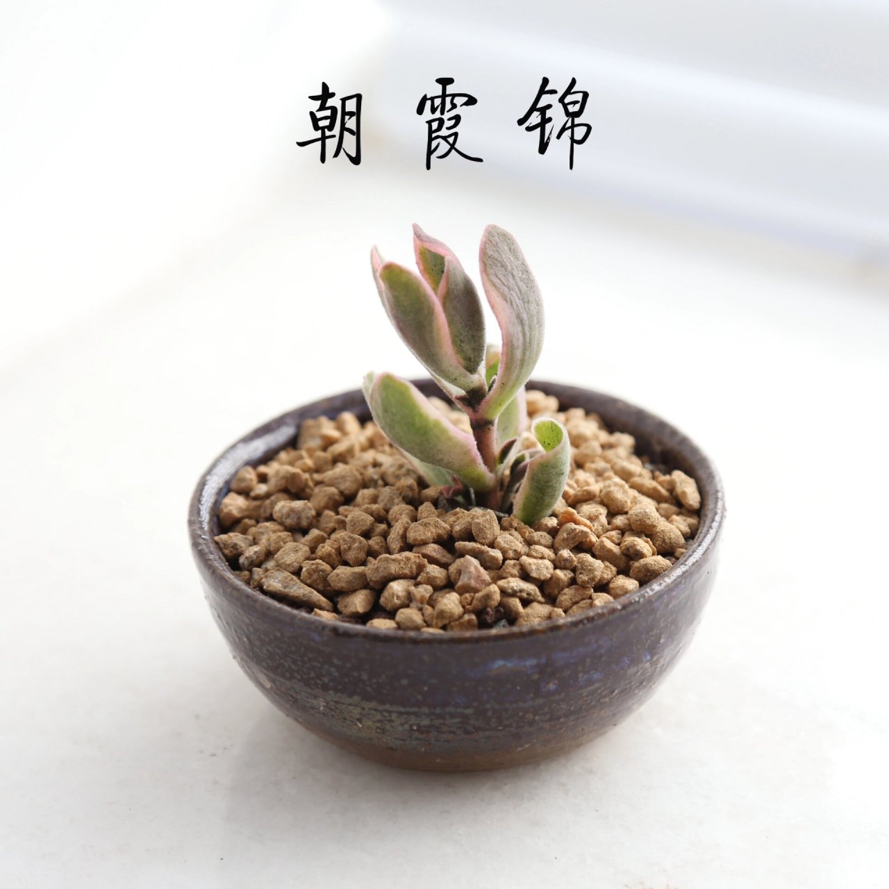 每天认识一种多肉|00朝霞锦 景天科青锁龙属的多肉植物 小型多肉