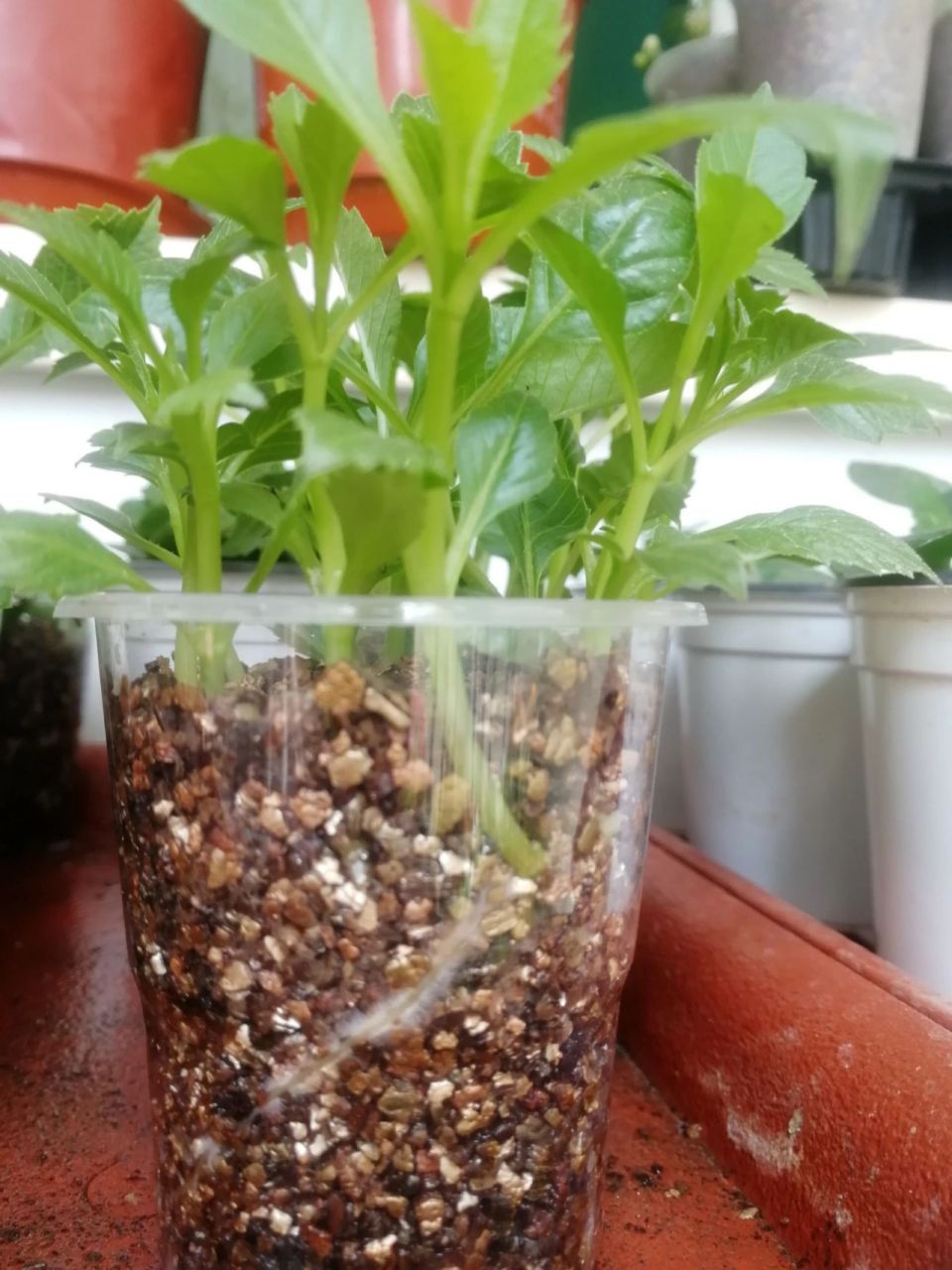 小丽花的扦插 说实在的,我今年3月份之前是没有养过小丽花的,与母亲一