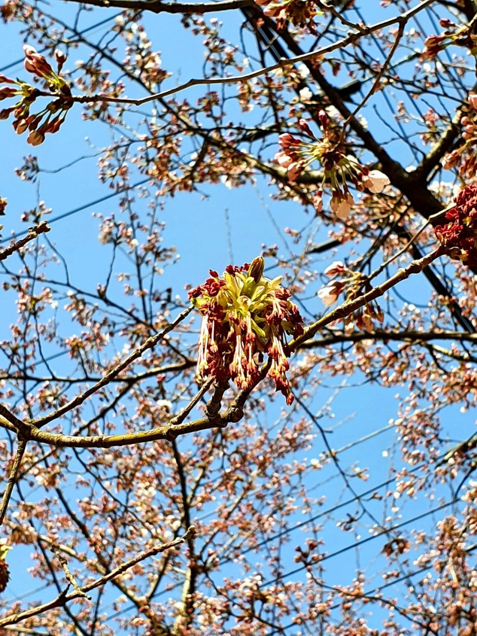 复叶槭开花图片