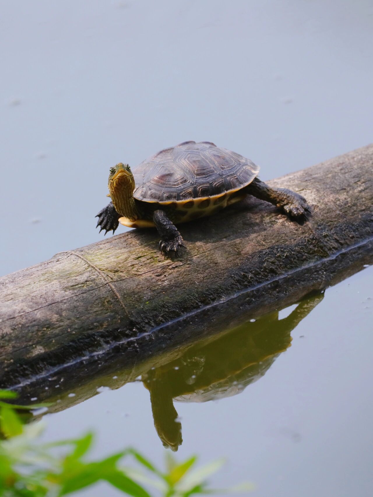 今日野拍～中华花龟  中午到前湖走了走,发现一只漂亮的乌龟,百度了下