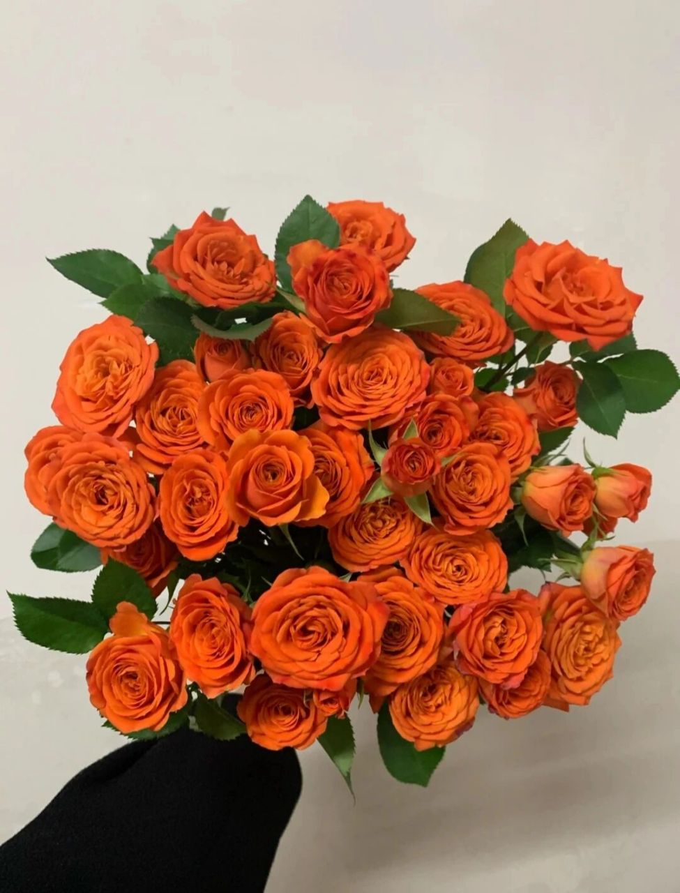 识花系列——橙色系多头玫瑰(之一)  94橙芭比 花语:羞涩的告白