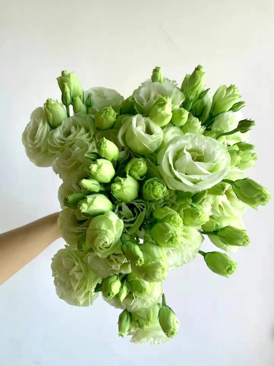 绿色洋桔梗 花语:坚毅和信心.绿色是一种生机勃勃,充满活力的颜 ..