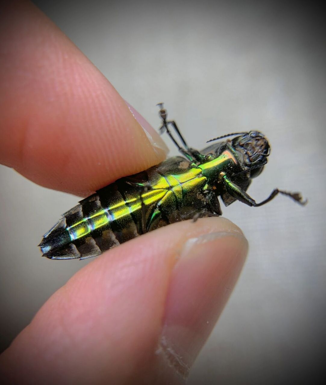 炮弹飞船～ 咬人超疼的小吉丁,一口破皮[黑线]不