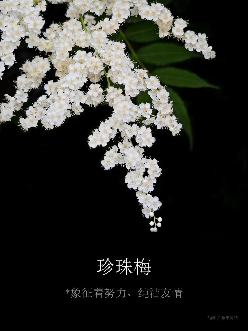 【别名】珍珠梅 【别名】珍珠梅 【花语】*象征着努力,纯洁友情