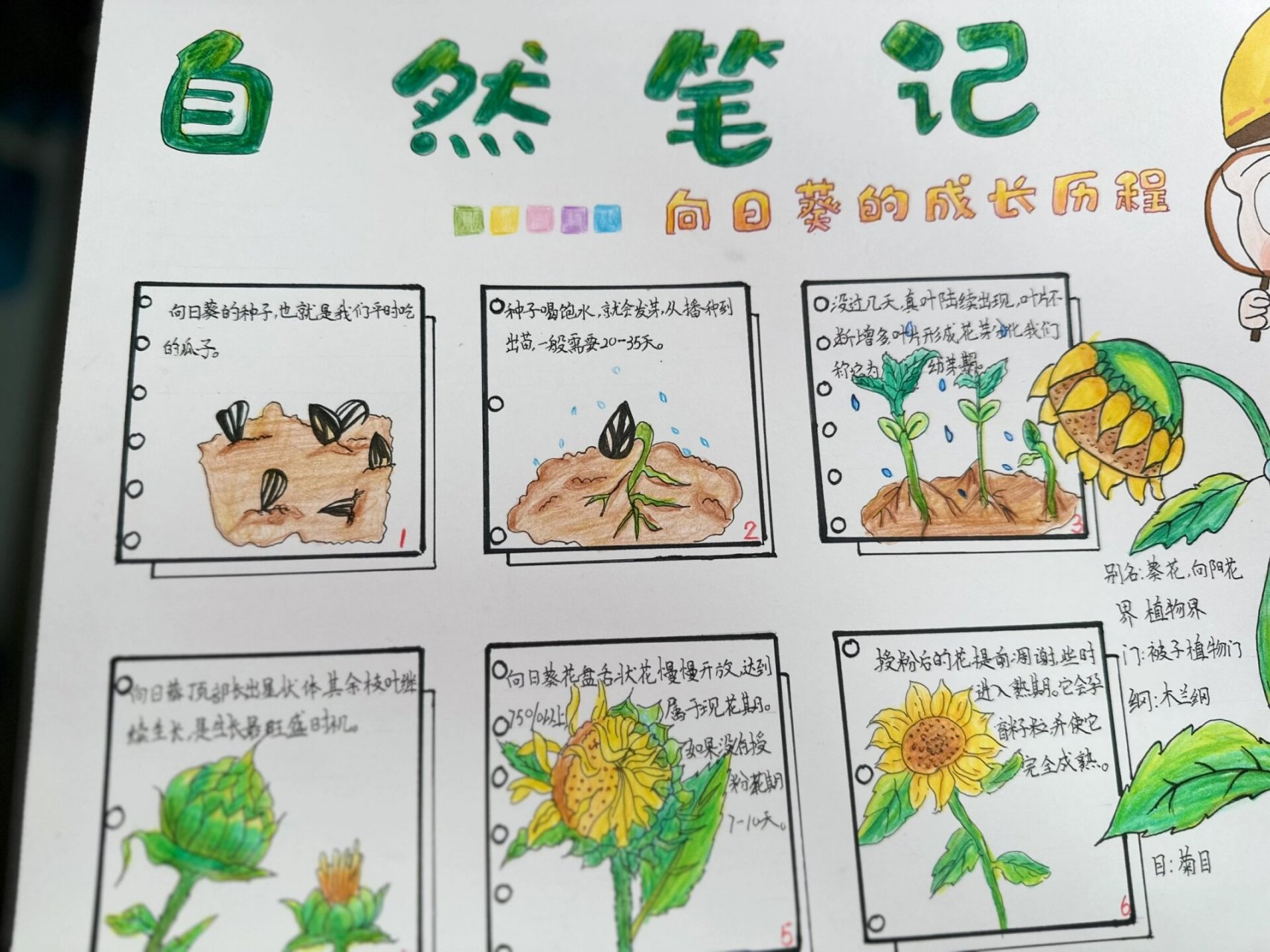 科学课【自然笔记】向日葵🌻向阳而生