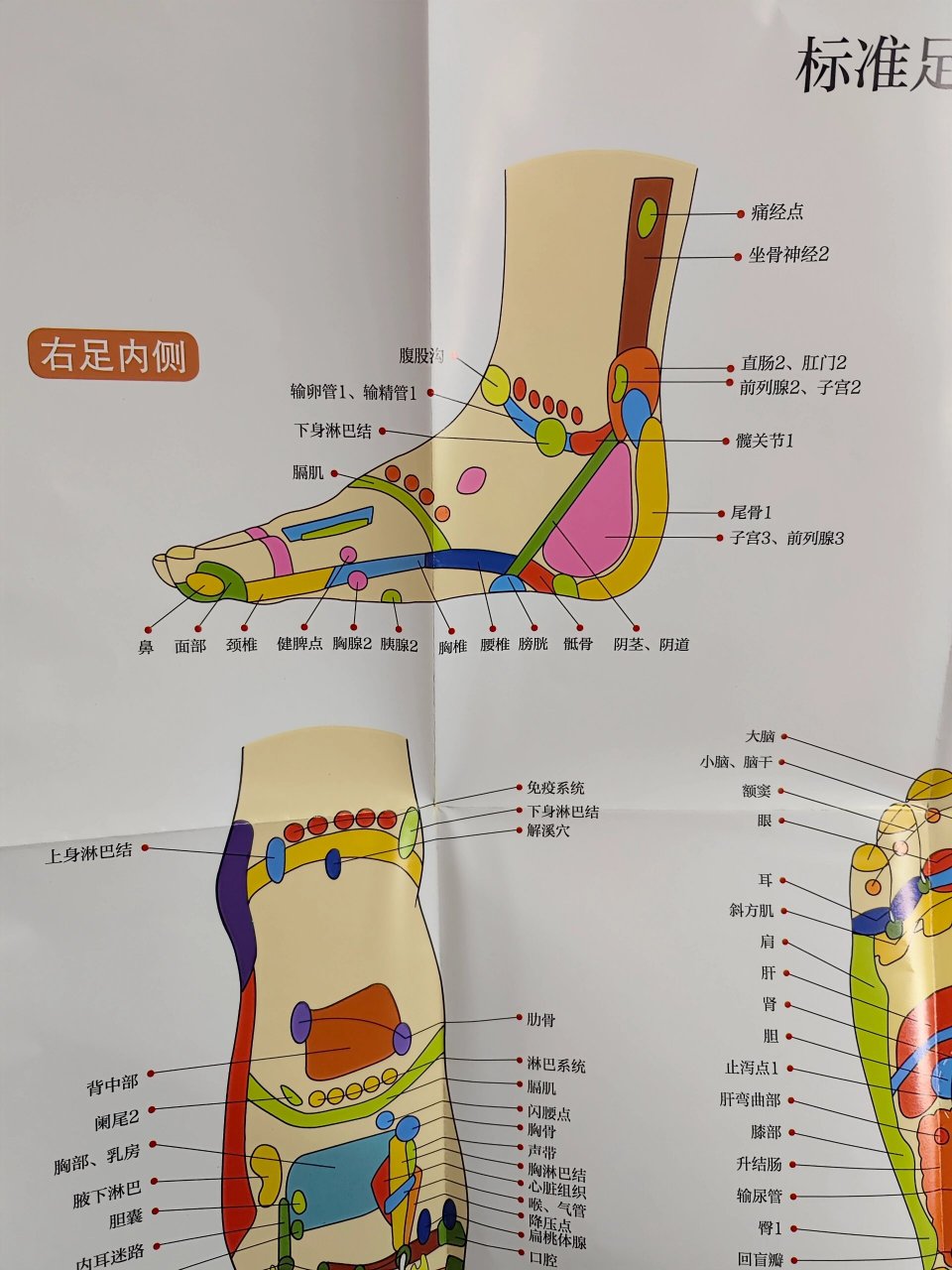 脚上不同的穴位对应身体不同部位