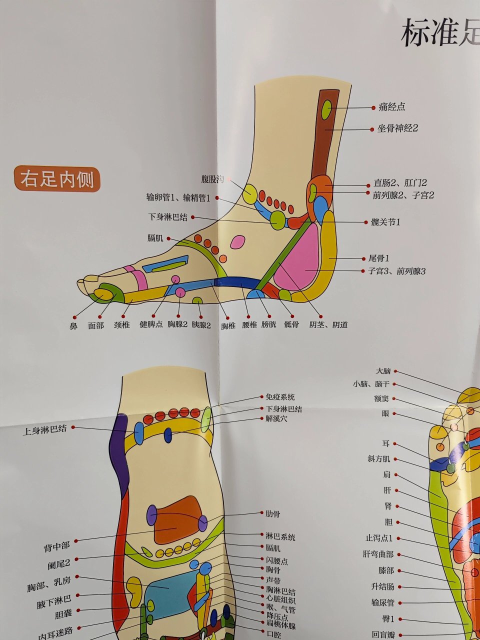 脚位图解 女性图片