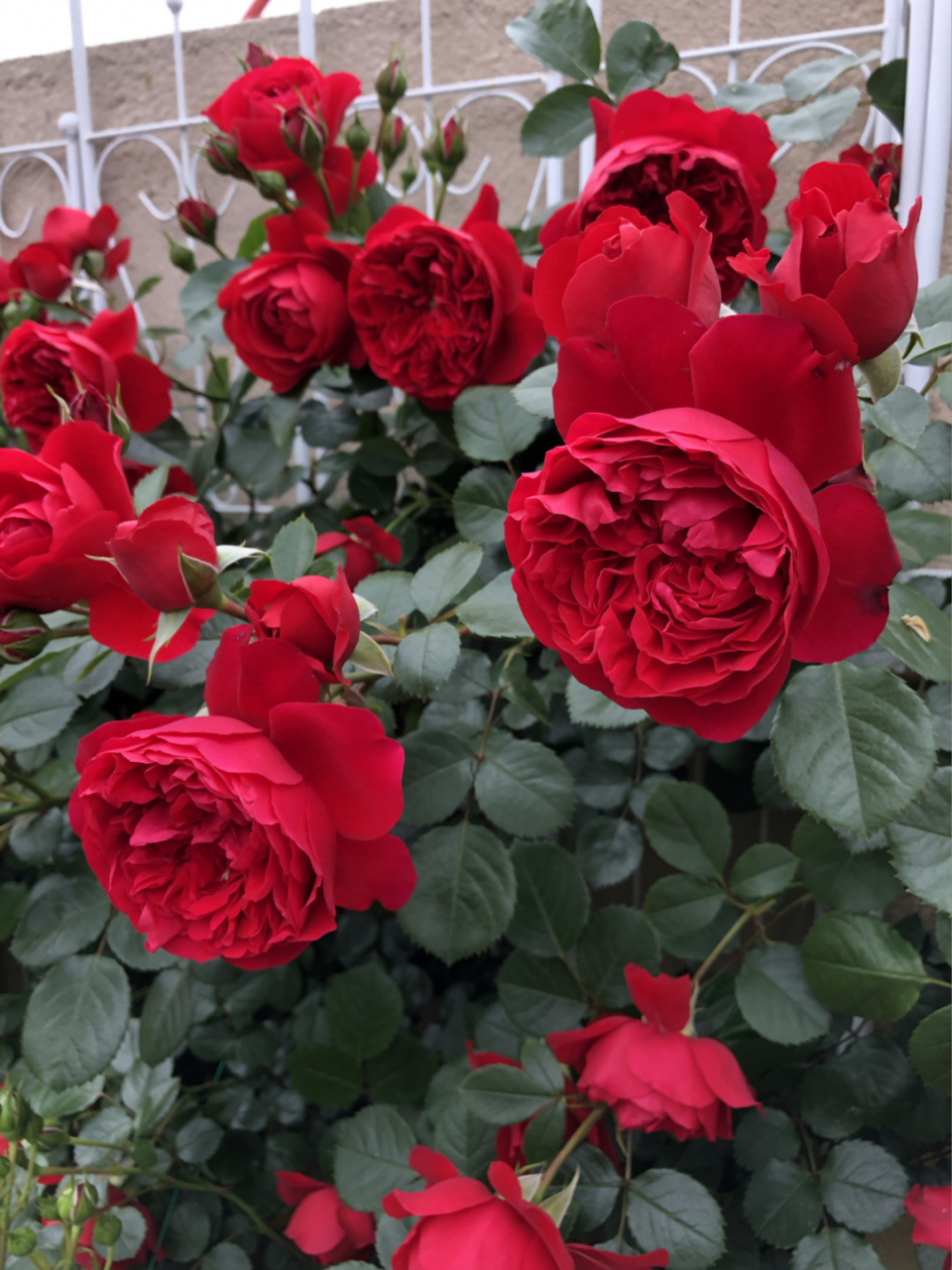 弗洛伦萨/弗洛伦蒂娜,零距看,一年爬满墙 本不喜欢红色月季,自从看到