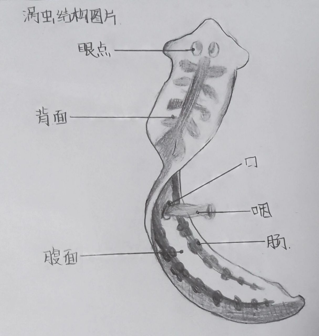 生物课作业 水螅纵切面示意图和涡虫结构图 生物课的作业来了07 (画