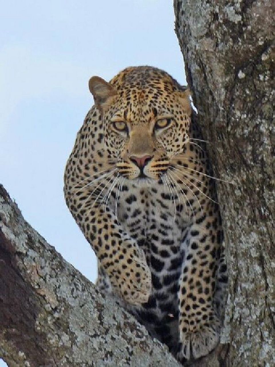 丛林之王 花豹 92命名:花豹(学名:panthera pardus):是哺乳纲,猫科