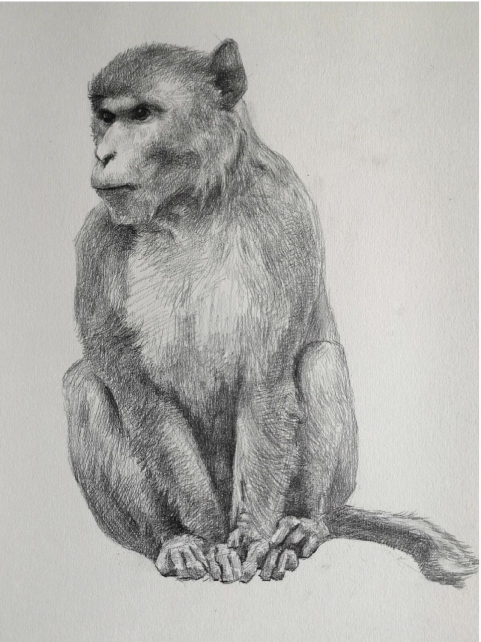 素描画猴子