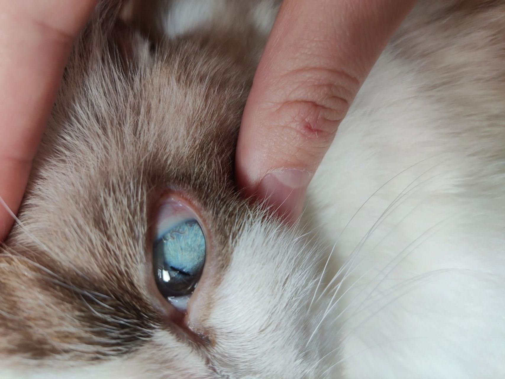 猫咪眼睛里有条线一样的东西 今天发现我家猪咪两只眼睛都有这样的